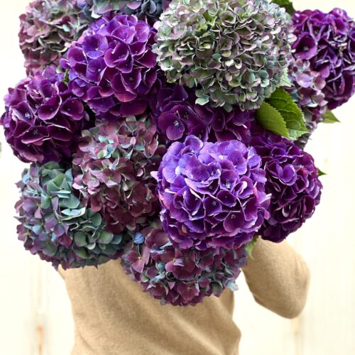 La brassée d'Hortensia
