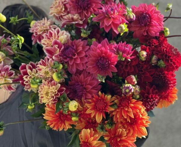 La Brassée de 12 Dahlias – Image 2