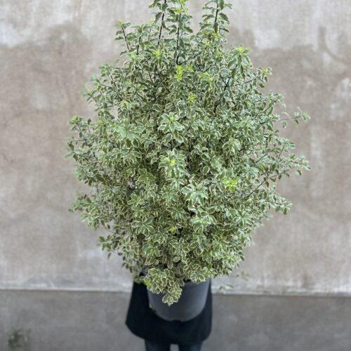 Pittosporum