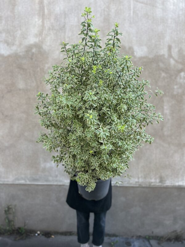 Pittosporum