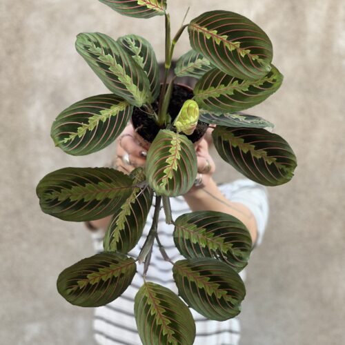 Maranta red