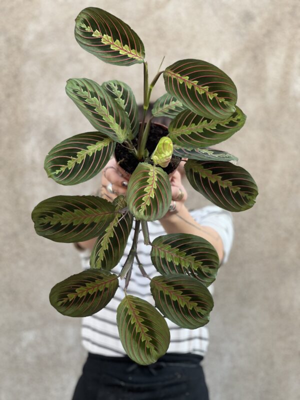 Maranta red