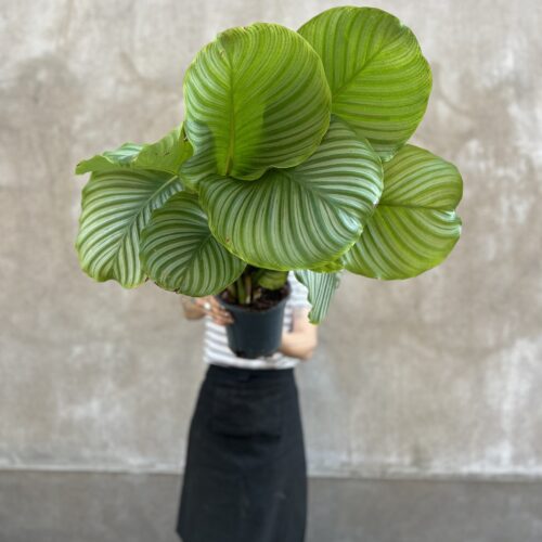 Calathea orbifolia
