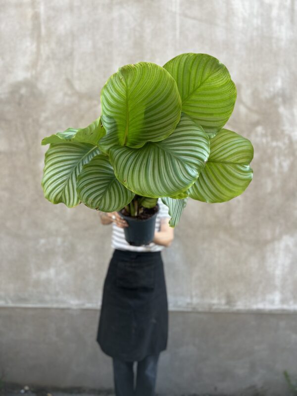 Calathea orbifolia