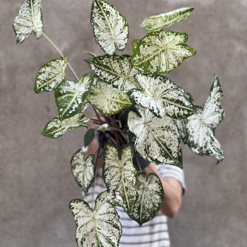 Caladium
