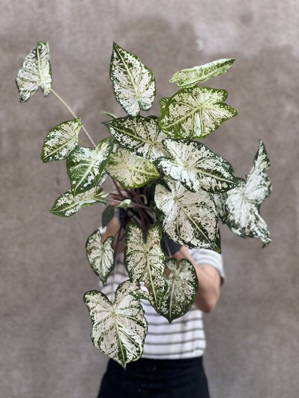 Caladium