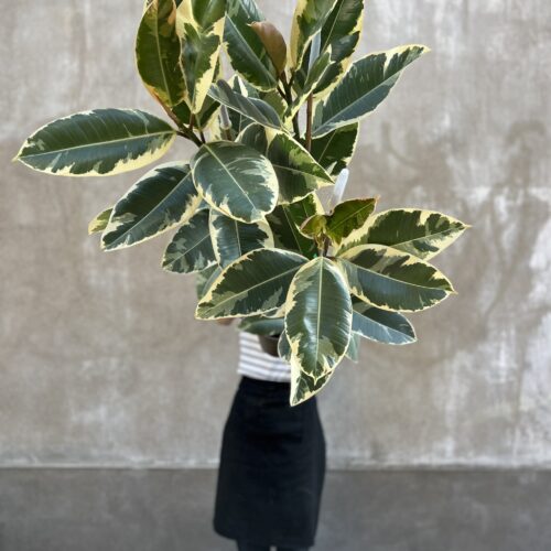 Ficus robusta