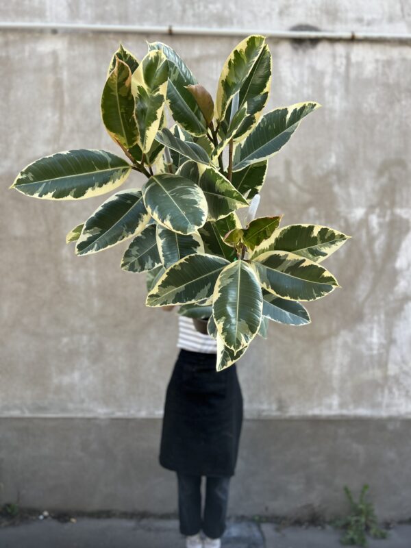 Ficus robusta