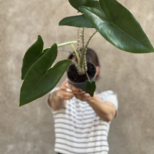 Alocasia Zebrina