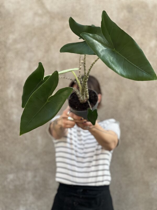 Alocasia Zebrina