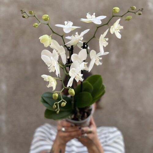 Orchidée