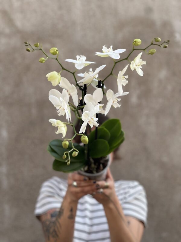 Orchidée