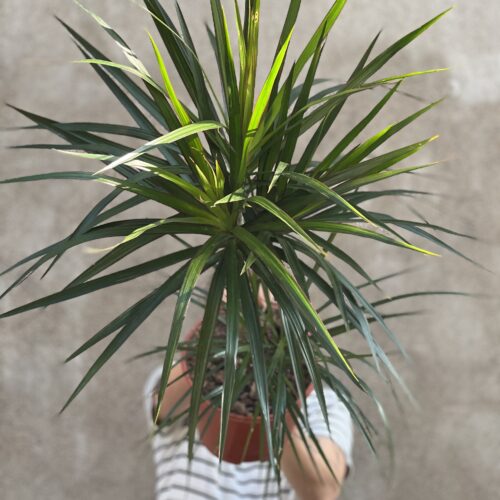 Draceaena Marginata