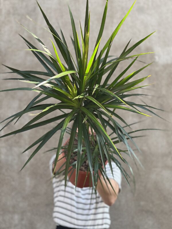 Draceaena Marginata