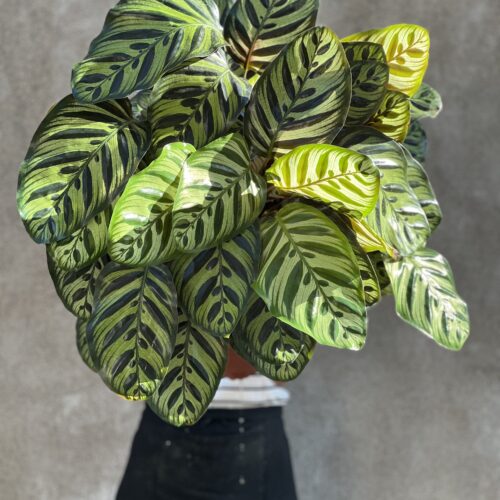 Calathea makoyana