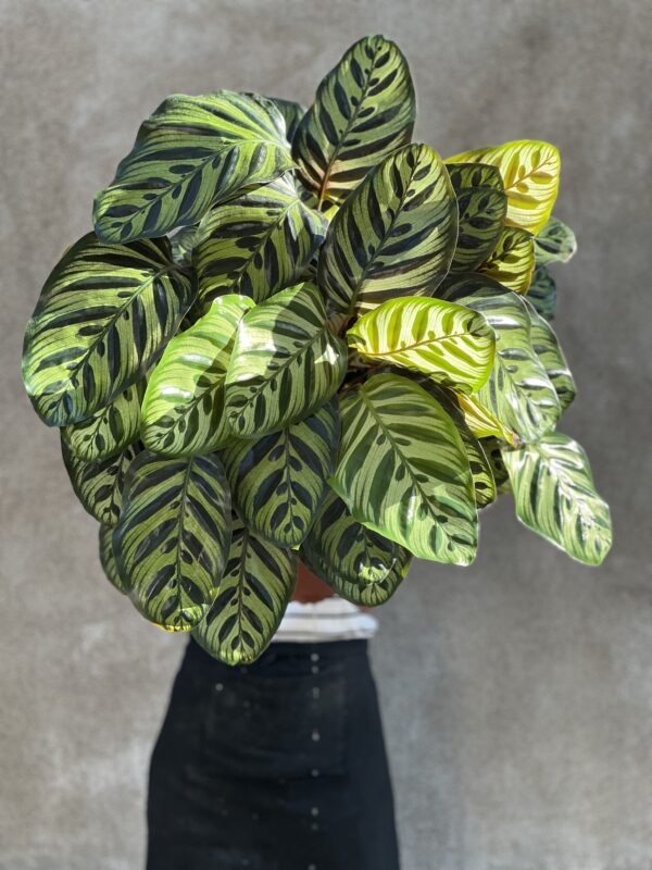 Calathea makoyana
