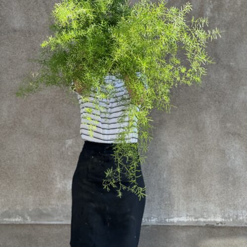 Asparagus