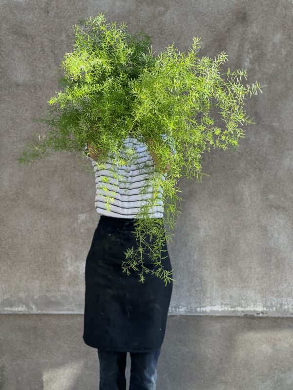 Asparagus