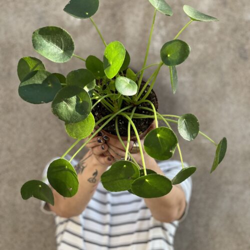 Pilea