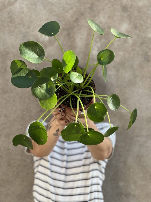 Pilea