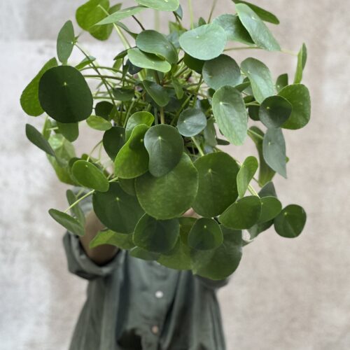 Pilea XL