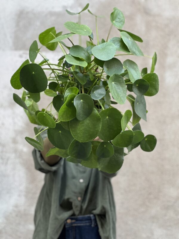 Pilea XL