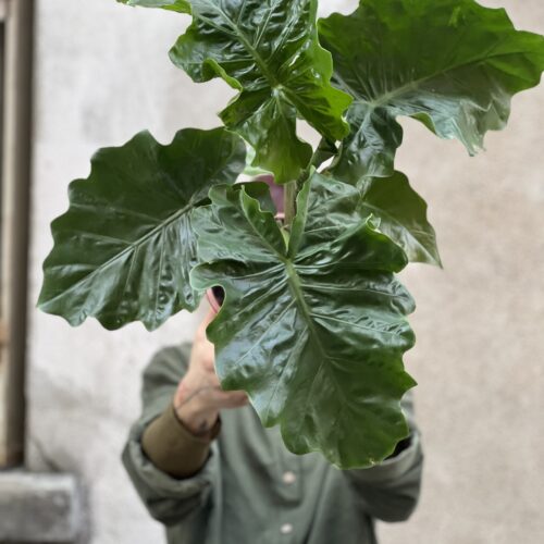 Alocasia rider