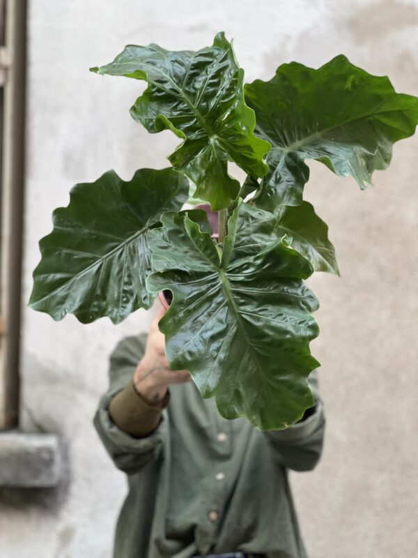 Alocasia rider