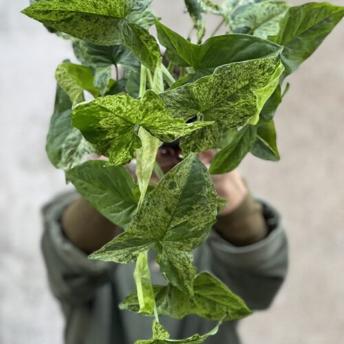 Syngonium variegate