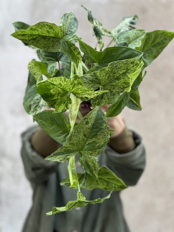Syngonium variegate