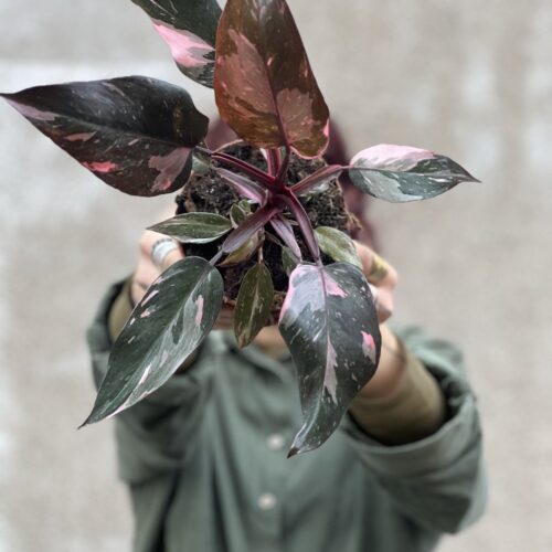 Philo pink