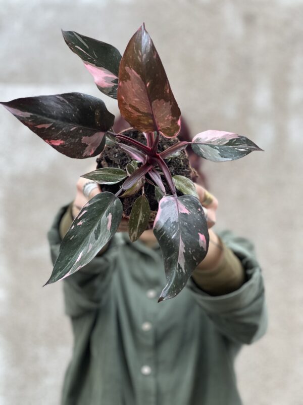 Philo pink