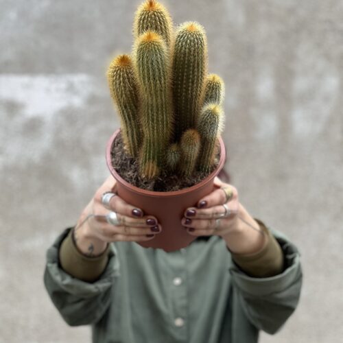Cactuss