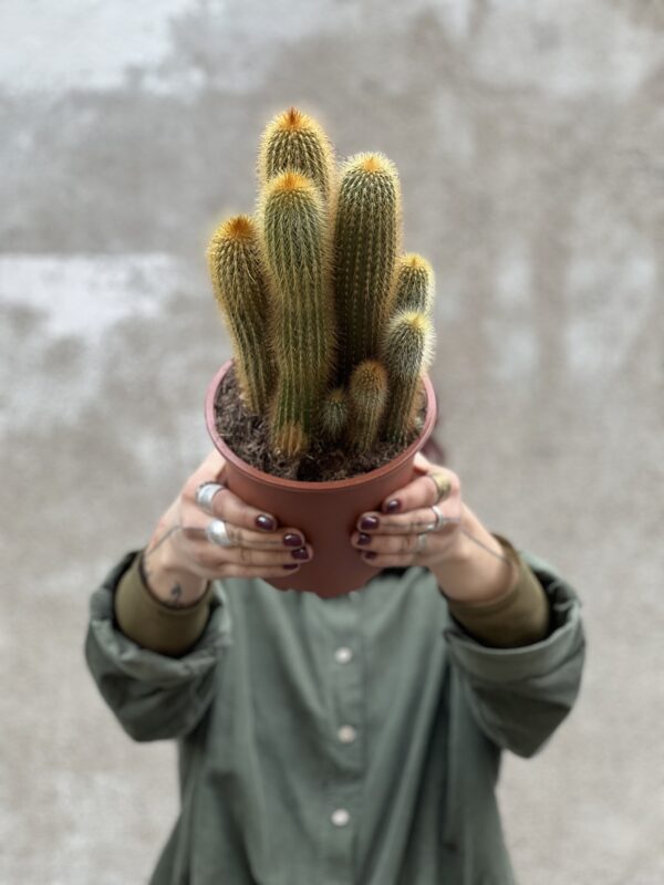 Cactuss