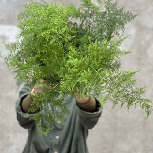 Asparagus