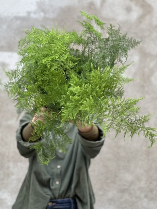 Asparagus