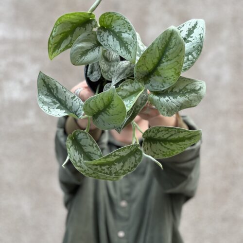 Scindapsus