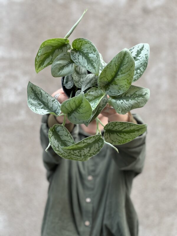 Scindapsus