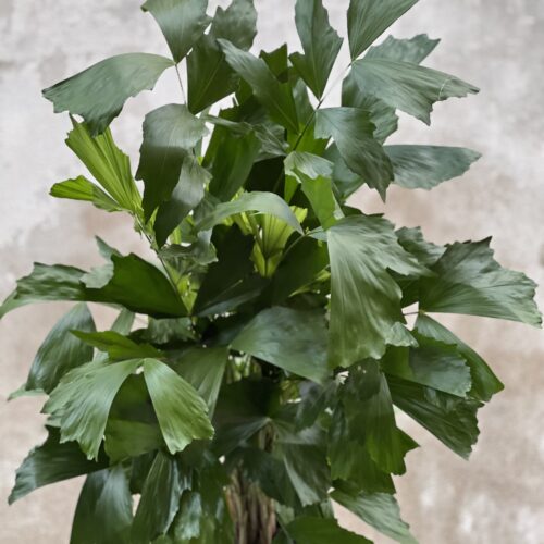 Caryota