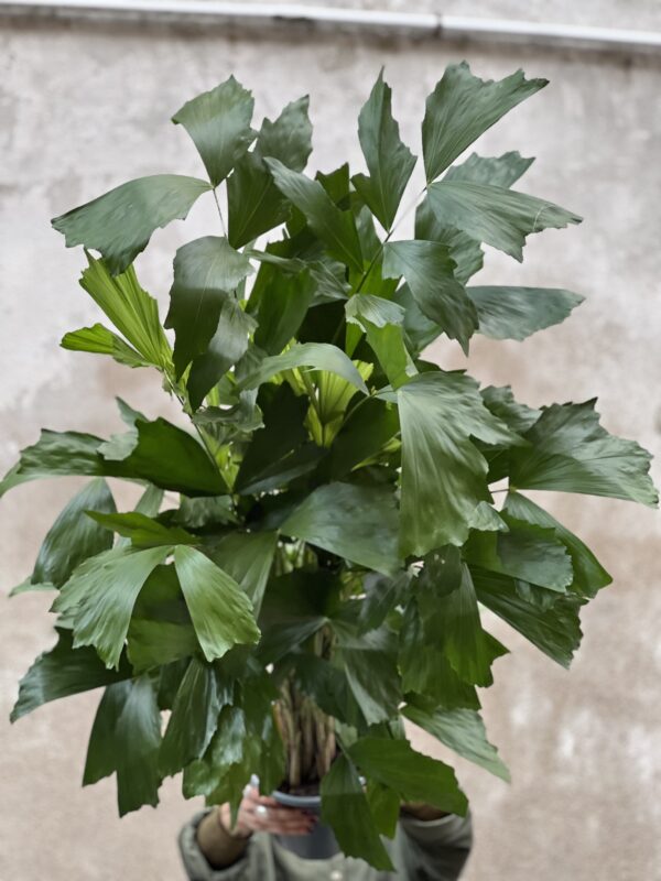 Caryota