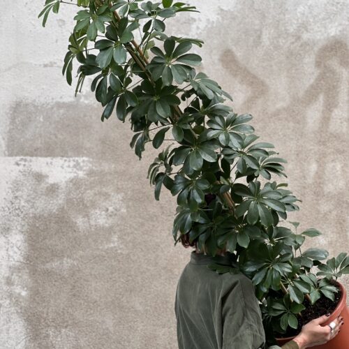 Schefflera