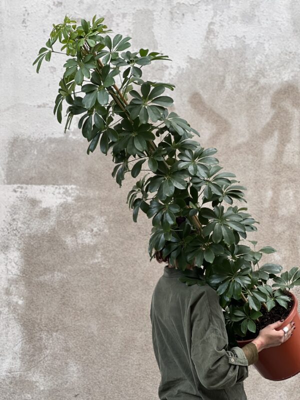 Schefflera