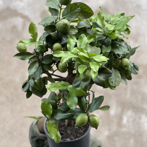 Citronnier