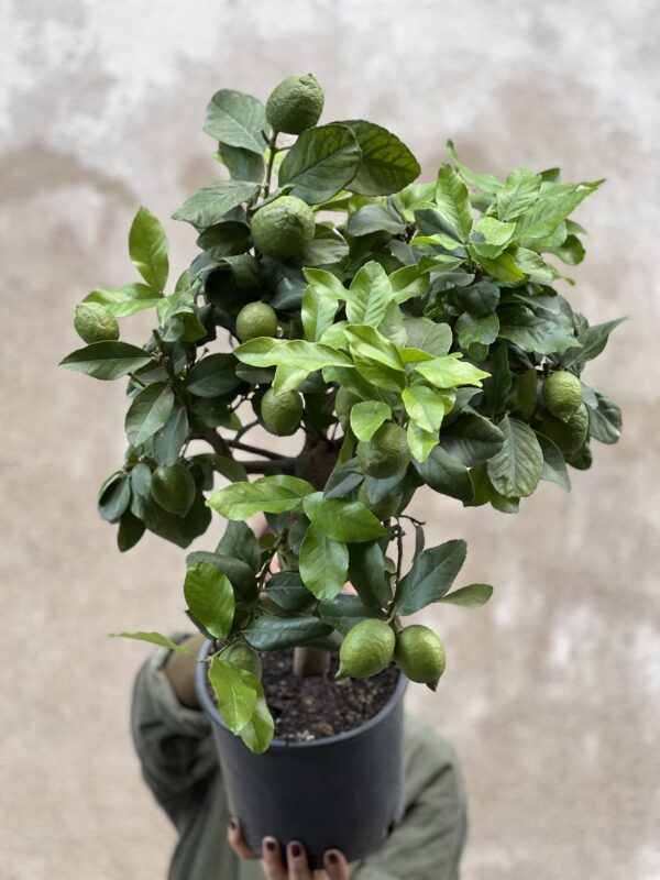 Citronnier