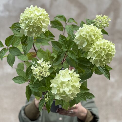 Hortensia