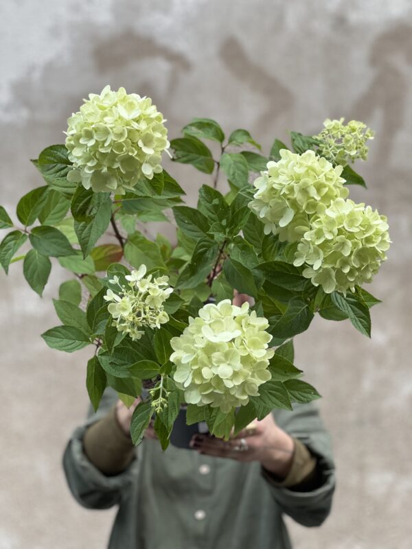 Hortensia