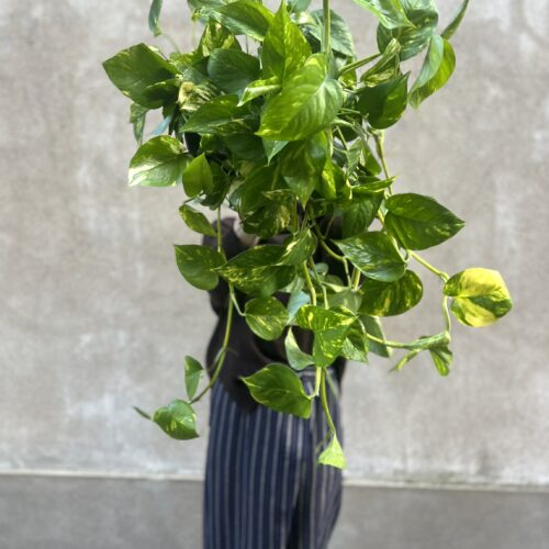 Pothos big