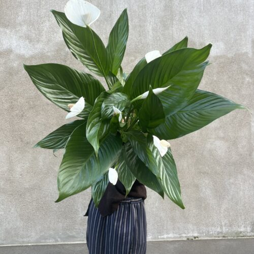 Spathiphyllum
