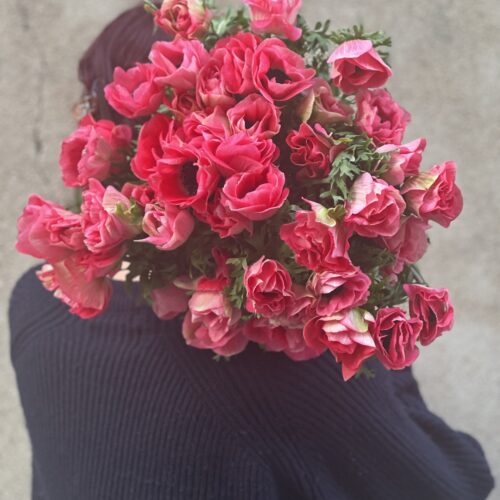 La brassée d'Anémones